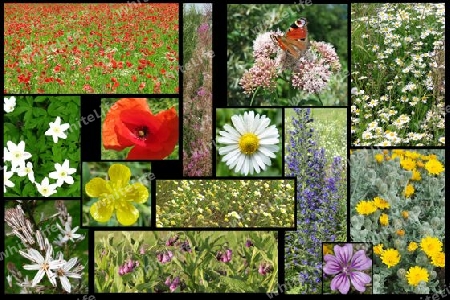 Bunte Wildblumen, collage