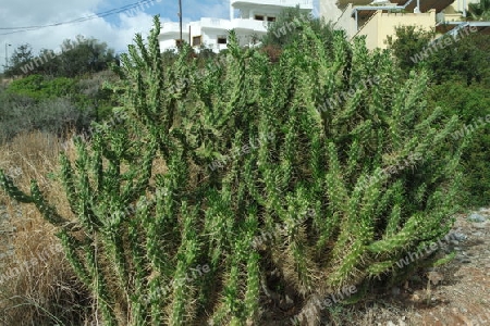 Kaktus am Wegrand