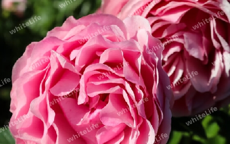Top view of red and pink rose flower in a roses garden with a soft focus background.