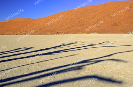Schatten eines Baumes auf dem  Lehmboden des Deadvlei, Dead Vlei am Morgen des   Namib Naukluft Nationalpark, Sossusvlei, Namibia, Afrika