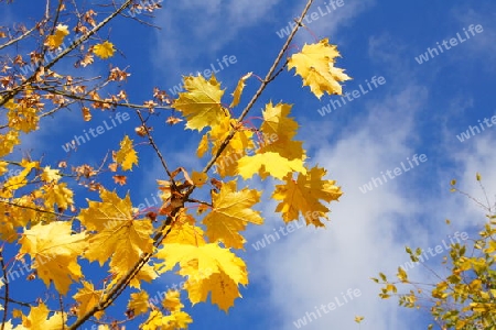 gelbes Laub des Spitzahorn im Herbst