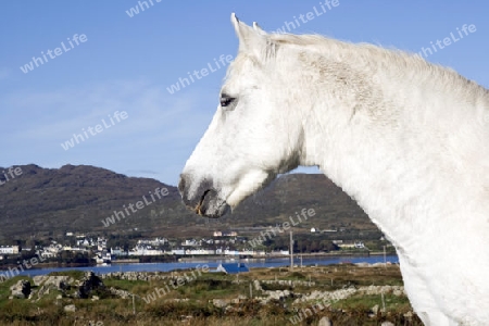 Halbwilde Pferde in der Connemora einem Gebiet an der Westk?ste von Irland.