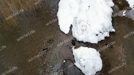 Enten im WInterfluss mit Schneeinsel