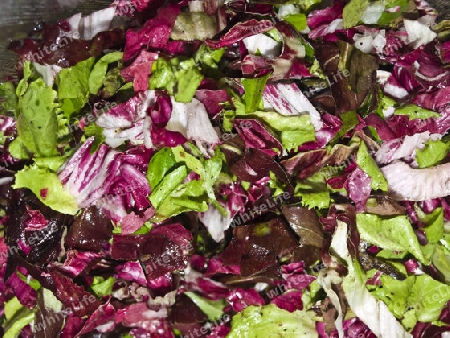 Salat aus Radiccio und Endivie