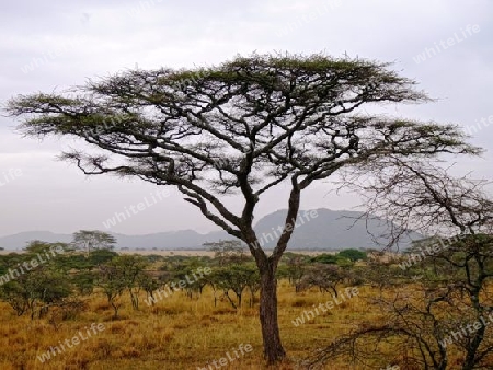 Tansania, schattenspendende Schirmakazie