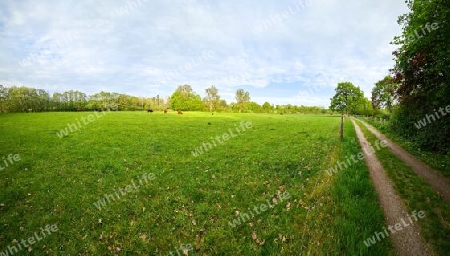 View of an agriculturally used field with green grass