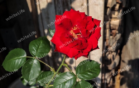 Top view of red and pink rose flower in a roses garden with a soft focus background.
