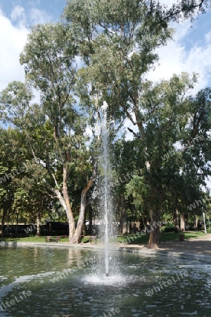 Eukalyptusbäume  im Park,  Cambrils, Costa Dorada