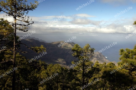 a Landscape of the Mountain Region of  Tamadaba in the centre of the Canary Island of Spain in the Atlantic ocean.