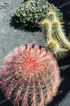 Kaktus mit rosa Stacheln
