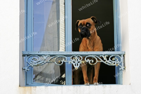Belle-Ile, Sauzon, Hund am Fenster