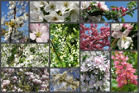 Frühling Collage. Baumblüte