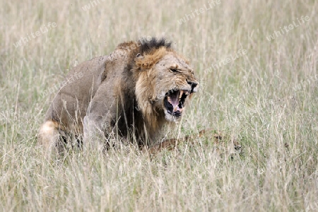 L?wen , L?we, (Panthera leo), Paar bei der Paarung, Masai Mara, Kenia, Afrika