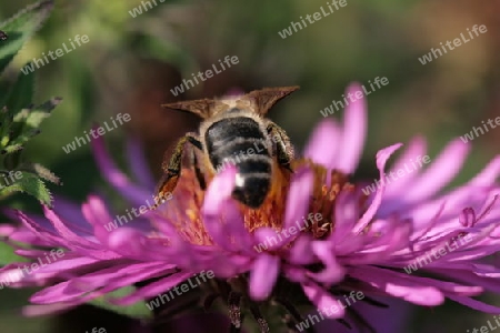 Biene auf Blume 1