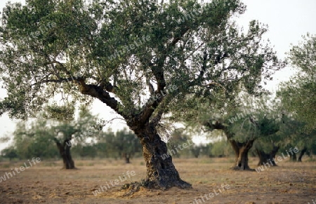 Olivenbaeume auf der Insel Jierba im Sueden von Tunesien in Nordafrika. 