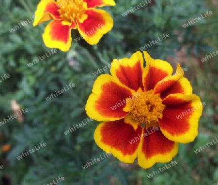 yellow and red bicolored flowers in front of green natural back, seen from above