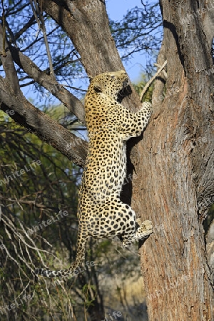 Leopard (Panthera pardus) erklimmt Baum , Khomas Region, Namibia, Afrika