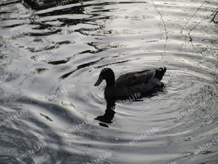 Ente  auf Glasklaren Wasser