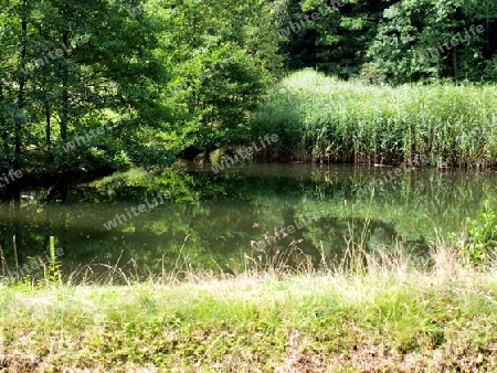 Kleiner Teich in der Natur