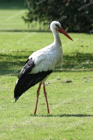 Wei?storch White Stork ,"Ciconia ciconia" 