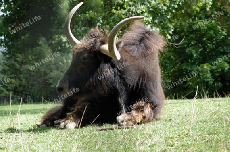 Tibetan Ox or Yak