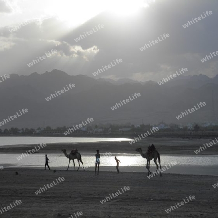 Twilight with Camels