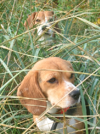 Beagles im Gras