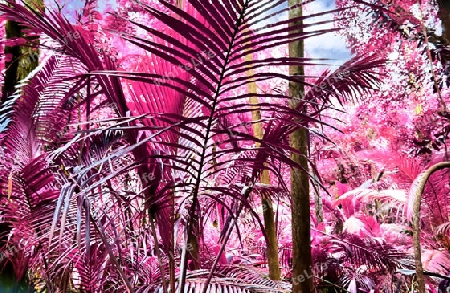 Beautiful fantasy infrared shots of palm trees on the seychelles islands