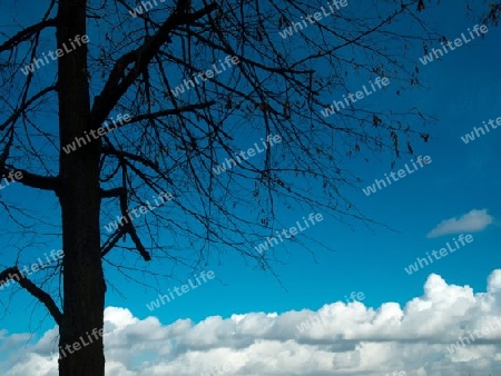 Baum mit Wolken