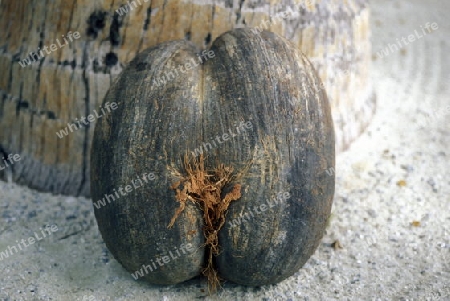 Eine seltene Kokosnuss Coco de Mer  auf der Insel Praslin auf den Seychellen im Indischen Ozean.