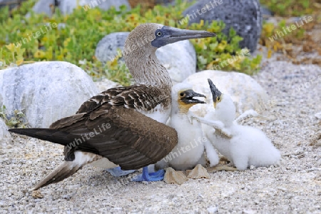 Blaufusst?lpel (Sula nebouxii), mit Jungem, K?ken im Nest,  Insel Lobos, Galapagos, Unesco Welterbe, Ecuador, Suedamerika