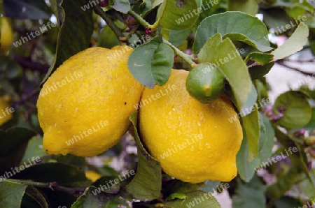 reife und unreife Zitronen
