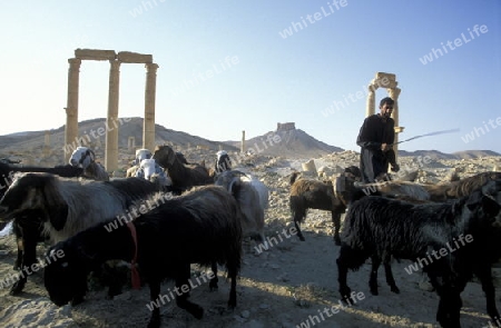 Die Ruinen von Palmyra in der Wueste im osten von Syrien im Nahen Osten.