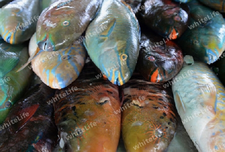 Frischer Papagai Fisch in einem Seafood Restaurant an der Rawai Beach auf der Insel Phuket im sueden von Thailand in Suedostasien.