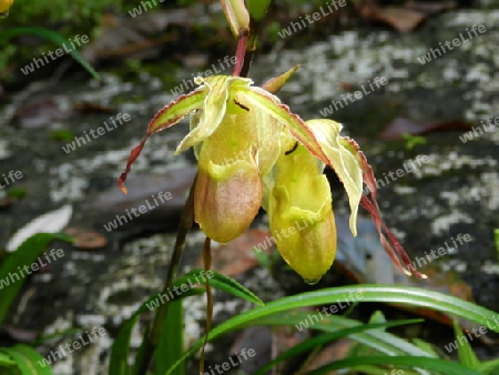 Seltene endemische Frauenschuh Orchidee