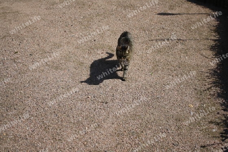 eine Katze und ihr Schatten
