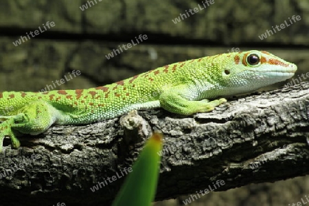 Madagaskar Taggecko liegt auf Baum