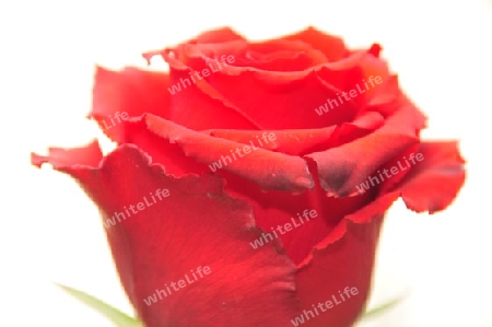 rote Rose 2