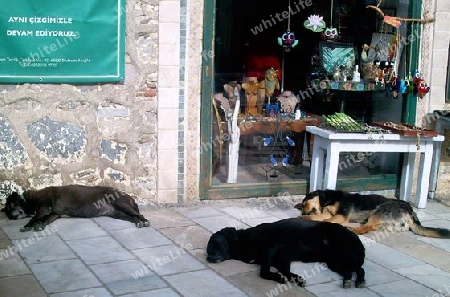 Strassenhunde in Bodrum