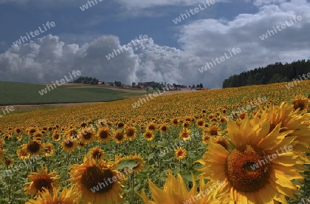Sonnenblumenfeld mit Gewitter