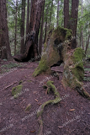 Vegetation und Kustenmammutbaeume, Redwoods,  Sequoia sempervirens, Muir Woods Nationalpark, Kalifornien, USA