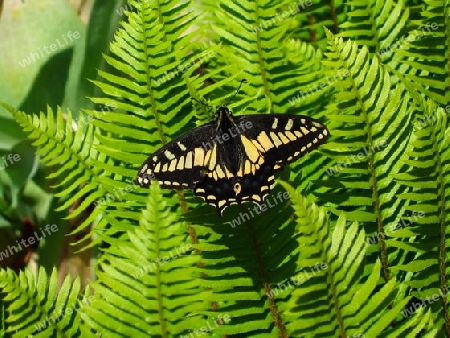 Swallowtail Butterfly on Ferns