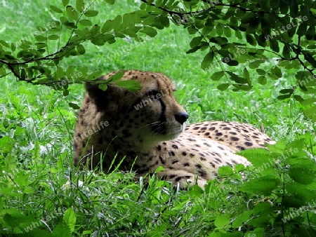 Nahaufnahme eines liegenden Leopard in der Wiese