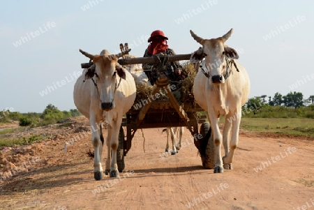 A Farmer with his Ox wagon Transport near the City of Siem Riep in the west of Cambodia.