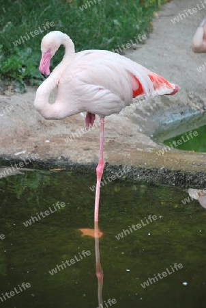 Flamingo beim Schlafen