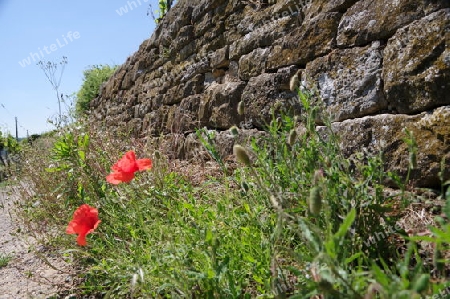 Alte Weinberg-Mauer mit Mohnblumen