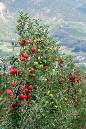 Apfelplantage im Vinschgau