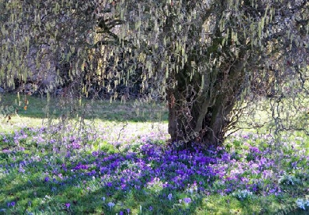 Blaue Krokusse unter Haselnuss-Baum 1