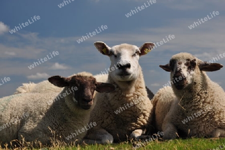 neugierige Schafe am Deich