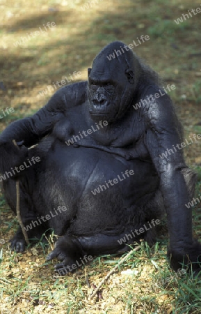 a Gorilla Monkey in the zoo in the city of Mysore in the province of Karnataka in India.